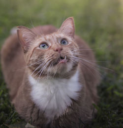 Close-up portrait of cat