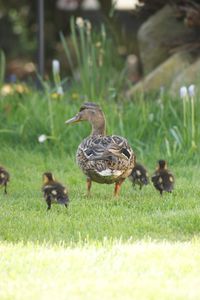 Ducks on a field