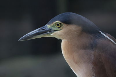 Close-up of a bird