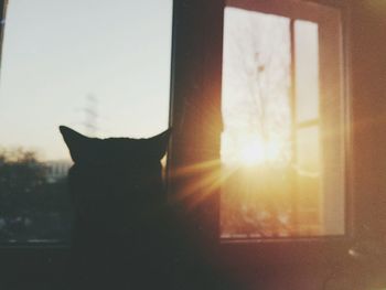 Close-up of cat against window at sunset