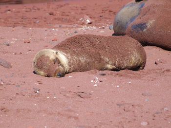 Close-up of animal sleeping on sand