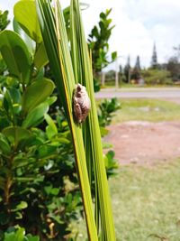 Close-up of insect on grass