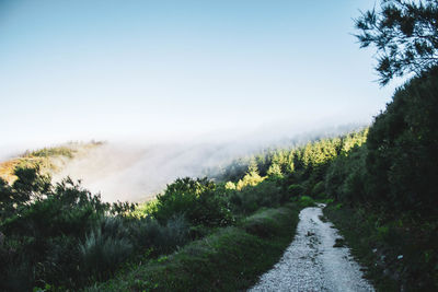 Pine forest with fog above, crossing a stone path