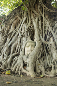 Close-up of buddha statue in tree roots