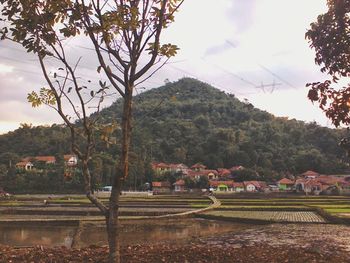 Trees on mountain against cloudy sky