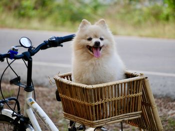 Portrait of dogs in basket, lovely dog on travel 