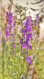 Close-up of purple flowers