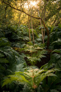 Close-up of plants growing on land in forest