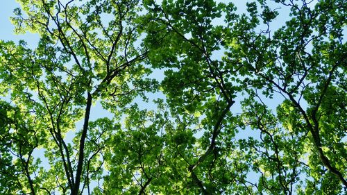 Low angle view of trees against sky on sunny day