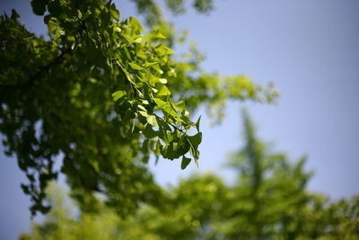 Low angle view of tree against sky