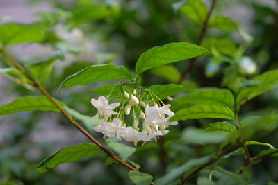 Close-up of flowers blooming outdoors