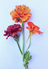 Close-up of red flower against white background