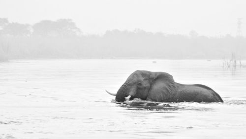 Side view of an elephant in water
