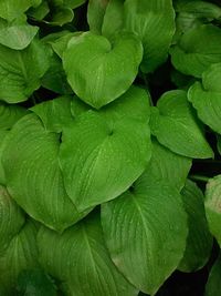 Full frame shot of green leaves