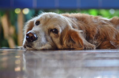 Close-up portrait of dog