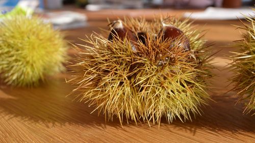 Close-up of cactus growing on table