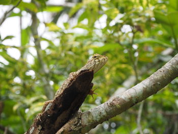 Close-up of lizard perching on tree
