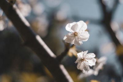 Close-up of white cherry blossoms