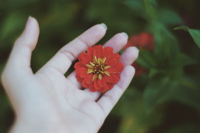 Close-up of hand holding red flower