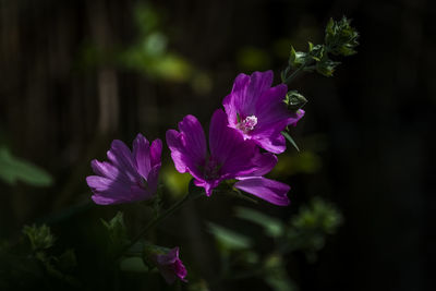 Close-up of pink flowering plant