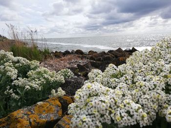 Plants growing on rocks by sea against sky