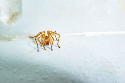 Close-up of spider