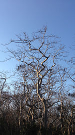 Low angle view of bare trees against blue sky