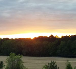 Scenic view of trees against sky during sunset