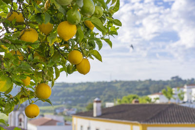 Low angle view of fruits on tree