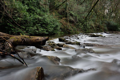 Scenic view of waterfall in forest