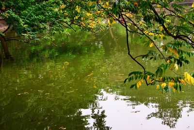 Reflection of trees in pond