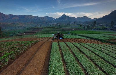 Entering the rainy season farmers begin planting vegetable seeds. photo taken in indonesia