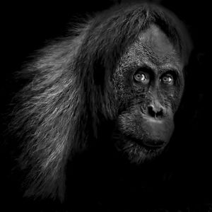 Portrait of monkey