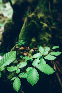 High angle view of fresh green leaves