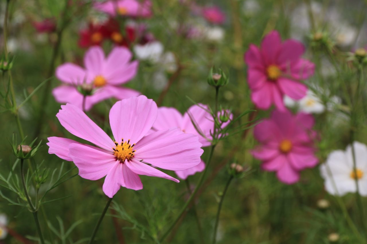 flower, petal, nature, fragility, growth, flower head, beauty in nature, plant, freshness, blooming, pink color, cosmos flower, no people, outdoors, day, focus on foreground, close-up, osteospermum