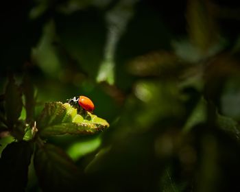 Close-up of ladybug on leaf