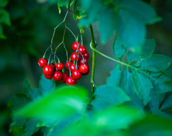 Close-up of red berries growing on tree