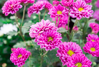 Close-up of pink flowering plants in park