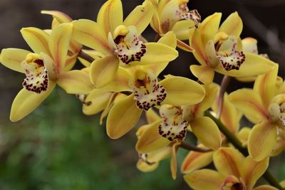 Close-up of yellow flowers