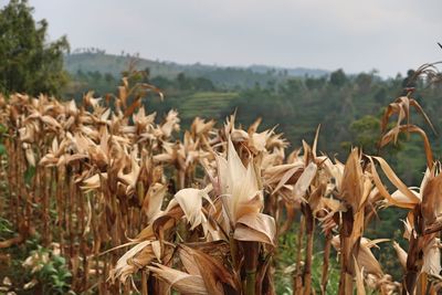 Close-up of wilted plants on field against sky