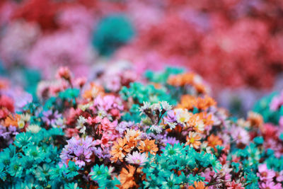 Full frame shot of multi colored flowering plants on field
