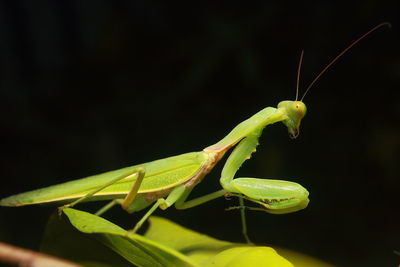 Close-up of insect on leaf