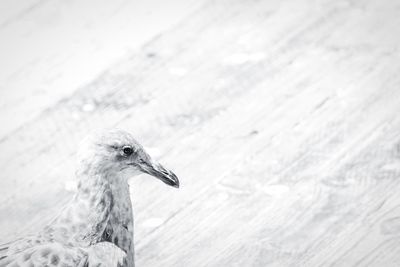 Close-up of bird