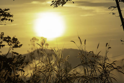 Silhouette plants growing on field against bright sun sky during sunrise