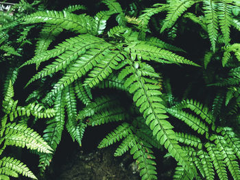 Green fern in a garden. cyrtomium fortunei