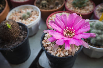 Close-up of pink flower in pot