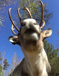 Close-up of deer against sky