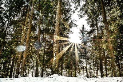 Low angle view of trees in forest