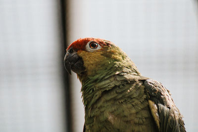 Close-up of parrot