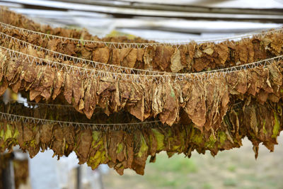 Dry tobacco leaves